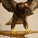 Buse variable, buse aux ailes déployées,...