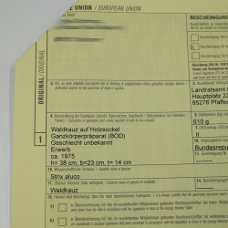Gufo dei boschi, gufo, gufi, esemplare imbalsamato, animale imbalsamato con autorizzazione alla vendita 90.21.10