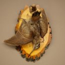 Beccaccia di bosco, natura morta, uccello imbalsamato,...