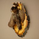 Beccaccia di bosco, natura morta, uccello imbalsamato, esemplare imbalsamato con autorizzazione alla commercializzazione