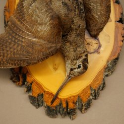 Beccaccia di bosco, natura morta, uccello imbalsamato, esemplare imbalsamato con autorizzazione alla commercializzazione