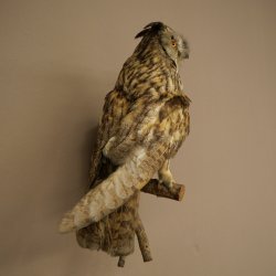 Gufo delle foreste, gufo, gufo dalle orecchie, esemplare imbalsamato, animale imbalsamato con autorizzazione alla vendita