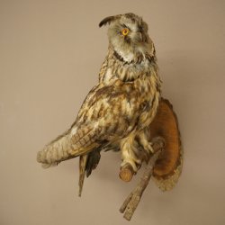 Gufo delle foreste, gufo, gufo dalle orecchie, esemplare imbalsamato, animale imbalsamato con autorizzazione alla vendita