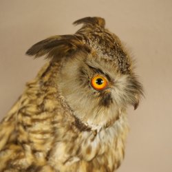 Gufo delle foreste, gufo, gufo dalle orecchie, esemplare imbalsamato, animale imbalsamato con autorizzazione alla vendita