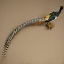 Fagiano diamantato, esemplare imbalsamato, altezza 60 cm, tassidermia, 90.272.9