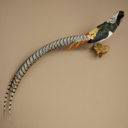 Fagiano diamantato, esemplare imbalsamato, altezza 60 cm, tassidermia, 90.272.9
