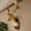 Fallow Deer (Dama dama) Head and Shoulders Mount, Height...