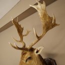 Fallow Deer (Dama dama) Head and Shoulders Mount, Height 110 cm, Deer Head 85.2.43