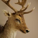 Fallow Deer (Dama dama) Head and Shoulders Mount, Height...