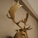 Fallow Deer (Dama dama) Head and Shoulders Mount, Height 110 cm, Deer Head 85.2.43