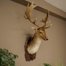 Fallow Deer (Dama dama) Head and Shoulders Mount, Height 110 cm, Deer Head 85.2.43