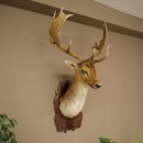 Fallow Deer (Dama dama) Head and Shoulders Mount, Height 110 cm, Deer Head 85.2.43