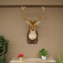 Fallow Deer (Dama dama) Head and Shoulders Mount, Height 110 cm, Deer Head 85.2.43