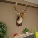 Fallow Deer (Dama dama) Head and Shoulders Mount, Height 110 cm, Deer Head 85.2.43
