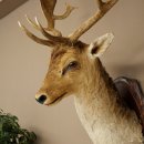 Fallow Deer (Dama dama) Head and Shoulders Mount, Height 110 cm, Deer Head 85.2.43
