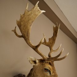 Fallow Deer (Dama dama) Head and Shoulders Mount, Height 110 cm, Deer Head 85.2.43