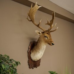 Fallow Deer (Dama dama) Head and Shoulders Mount, Height 110 cm, Deer Head 85.2.43