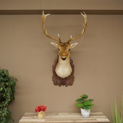 Fallow Deer (Dama dama) Head and Shoulders Mount, Height 110 cm, Deer Head 85.2.43