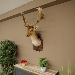 Fallow Deer (Dama dama) Head and Shoulders Mount, Height 110 cm, Deer Head 85.2.43