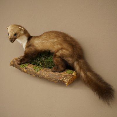 Marten, Stone Marten, Taxidermy Specimen, Decorative, Height 30 cm, Taxidermy Specimen 89.5.253