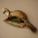 Marten, Stone Marten, Taxidermy Specimen, Decorative, Height 30 cm, Taxidermy Specimen 89.5.253