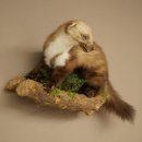 Marten, Stone Marten, Taxidermy Specimen, Decorative, Height 30 cm, Taxidermy Specimen 89.5.253