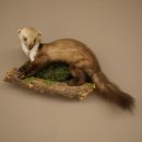 Marten, Stone Marten, Taxidermy Specimen, Decorative, Height 30 cm, Taxidermy Specimen 89.5.253
