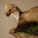Marten, Stone Marten, Taxidermy Specimen, Decorative, Height 30 cm, Taxidermy Specimen 89.5.253