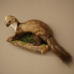 Marten, Stone Marten, Taxidermy Specimen, Decorative, Height 30 cm, Taxidermy Specimen 89.5.253