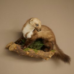 Marten, Stone Marten, Taxidermy Specimen, Decorative, Height 30 cm, Taxidermy Specimen 89.5.253