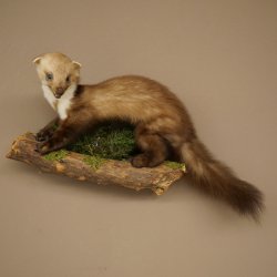 Marten, Stone Marten, Taxidermy Specimen, Decorative, Height 30 cm, Taxidermy Specimen 89.5.253