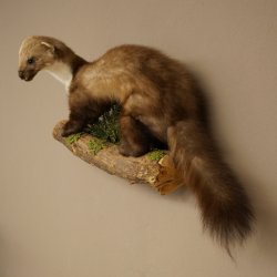 Marten, Stone Marten, Taxidermy Specimen, Decorative, Height 30 cm, Taxidermy Specimen 89.5.253