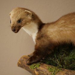 Marten, Stone Marten, Taxidermy Specimen, Decorative, Height 30 cm, Taxidermy Specimen 89.5.253