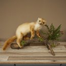 Marten, Stone Marten, Taxidermy Specimen, Standing Display, Decorative, Height 34 cm, Taxidermy Specimen 89.5.254
