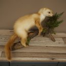 Marten, Stone Marten, Taxidermy Specimen, Standing Display, Decorative, Height 34 cm, Taxidermy Specimen 89.5.254