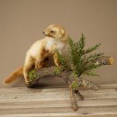 Marten, Stone Marten, Taxidermy Specimen, Standing Display, Decorative, Height 34 cm, Taxidermy Specimen 89.5.254