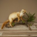 Marten, Stone Marten, Taxidermy Specimen, Standing Display, Decorative, Height 34 cm, Taxidermy Specimen 89.5.254