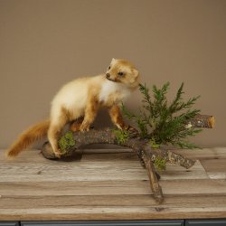 Marten, Stone Marten, Taxidermy Specimen, Standing Display, Decorative, Height 34 cm, Taxidermy Specimen 89.5.254