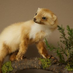 Marten, Stone Marten, Taxidermy Specimen, Standing Display, Decorative, Height 34 cm, Taxidermy Specimen 89.5.254