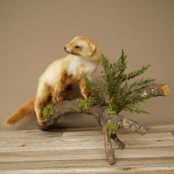 Marten, Stone Marten, Taxidermy Specimen, Standing Display, Decorative, Height 34 cm, Taxidermy Specimen 89.5.254