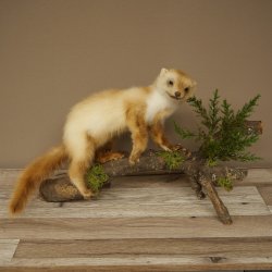 Marten, Stone Marten, Taxidermy Specimen, Standing Display, Decorative, Height 34 cm, Taxidermy Specimen 89.5.254
