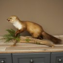 Marten, Stone Marten, Taxidermy Specimen, Freestanding Decoration, Height 33 cm, Taxidermy Specimen 89.5.255