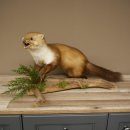 Marten, Stone Marten, Taxidermy Specimen, Freestanding Decoration, Height 33 cm, Taxidermy Specimen 89.5.255