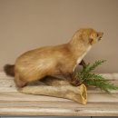 Marten, Stone Marten, Taxidermy Specimen, Freestanding Decoration, Height 33 cm, Taxidermy Specimen 89.5.255