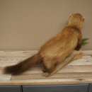 Marten, Stone Marten, Taxidermy Specimen, Freestanding Decoration, Height 33 cm, Taxidermy Specimen 89.5.255
