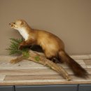 Marten, Stone Marten, Taxidermy Specimen, Freestanding Decoration, Height 33 cm, Taxidermy Specimen 89.5.255