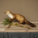 Marten, Stone Marten, Taxidermy Specimen, Freestanding Decoration, Height 33 cm, Taxidermy Specimen 89.5.255
