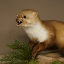 Marten, Stone Marten, Taxidermy Specimen, Freestanding Decoration, Height 33 cm, Taxidermy Specimen 89.5.255