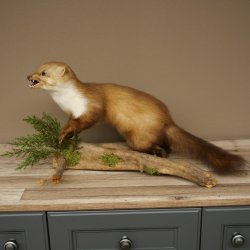 Marten, Stone Marten, Taxidermy Specimen, Freestanding Decoration, Height 33 cm, Taxidermy Specimen 89.5.255