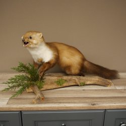 Marten, Stone Marten, Taxidermy Specimen, Freestanding Decoration, Height 33 cm, Taxidermy Specimen 89.5.255